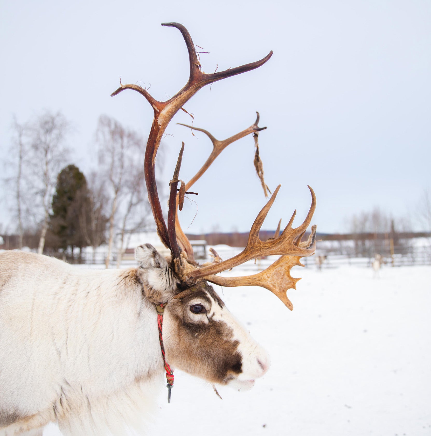 Lapland, arctic tour: Feb 22-25th 2024