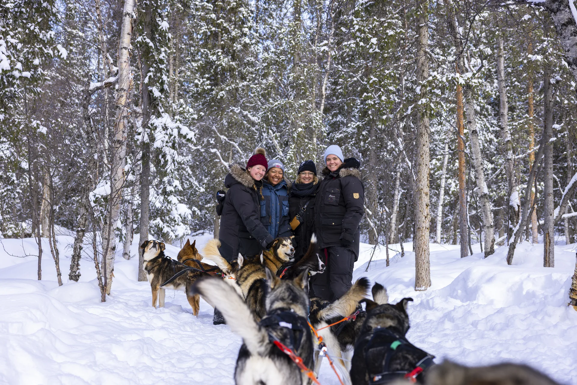 Guests with their husky team in a snowy birch forest outside Kiruna