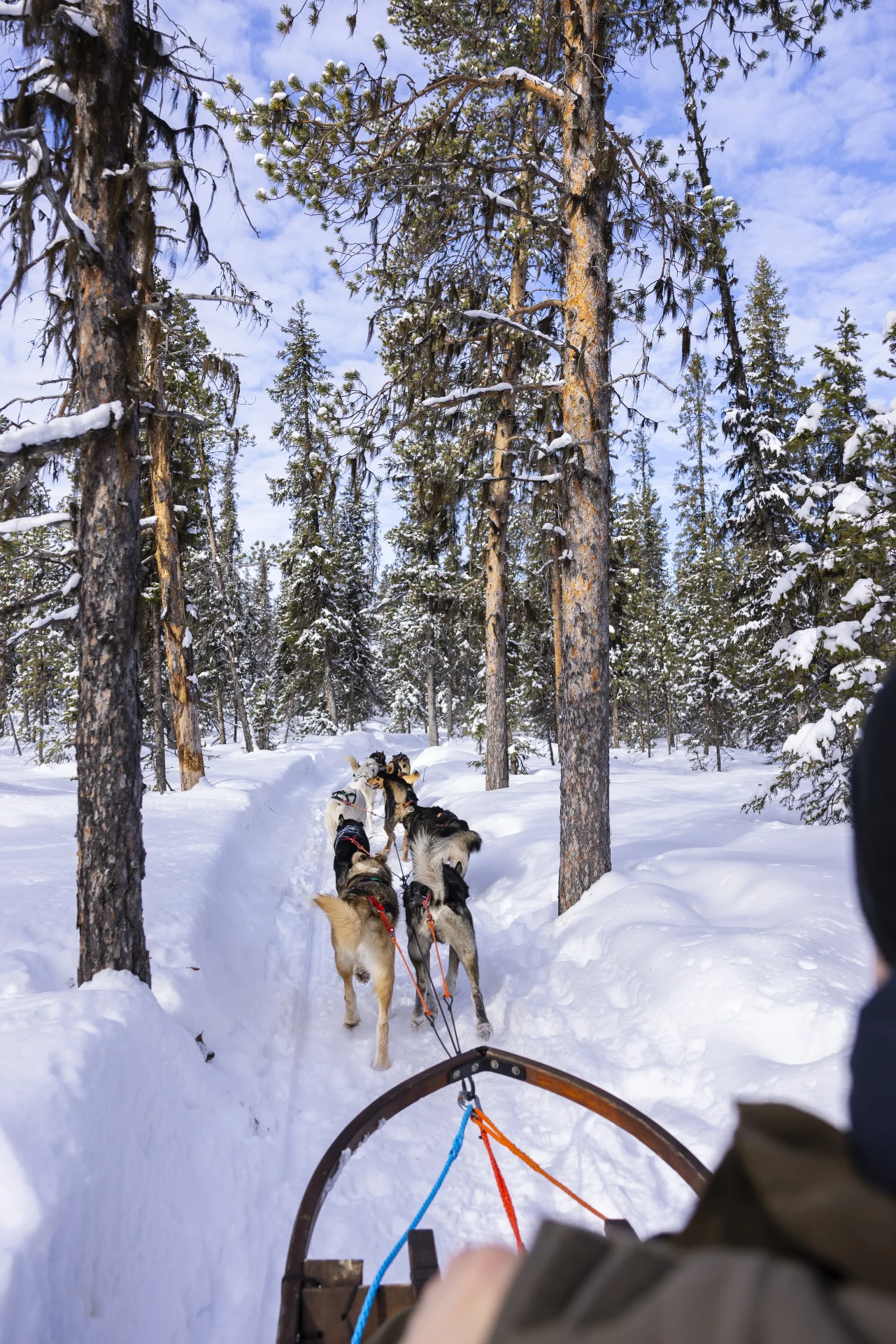 View from a dog sled running through snow-covered pine forest
