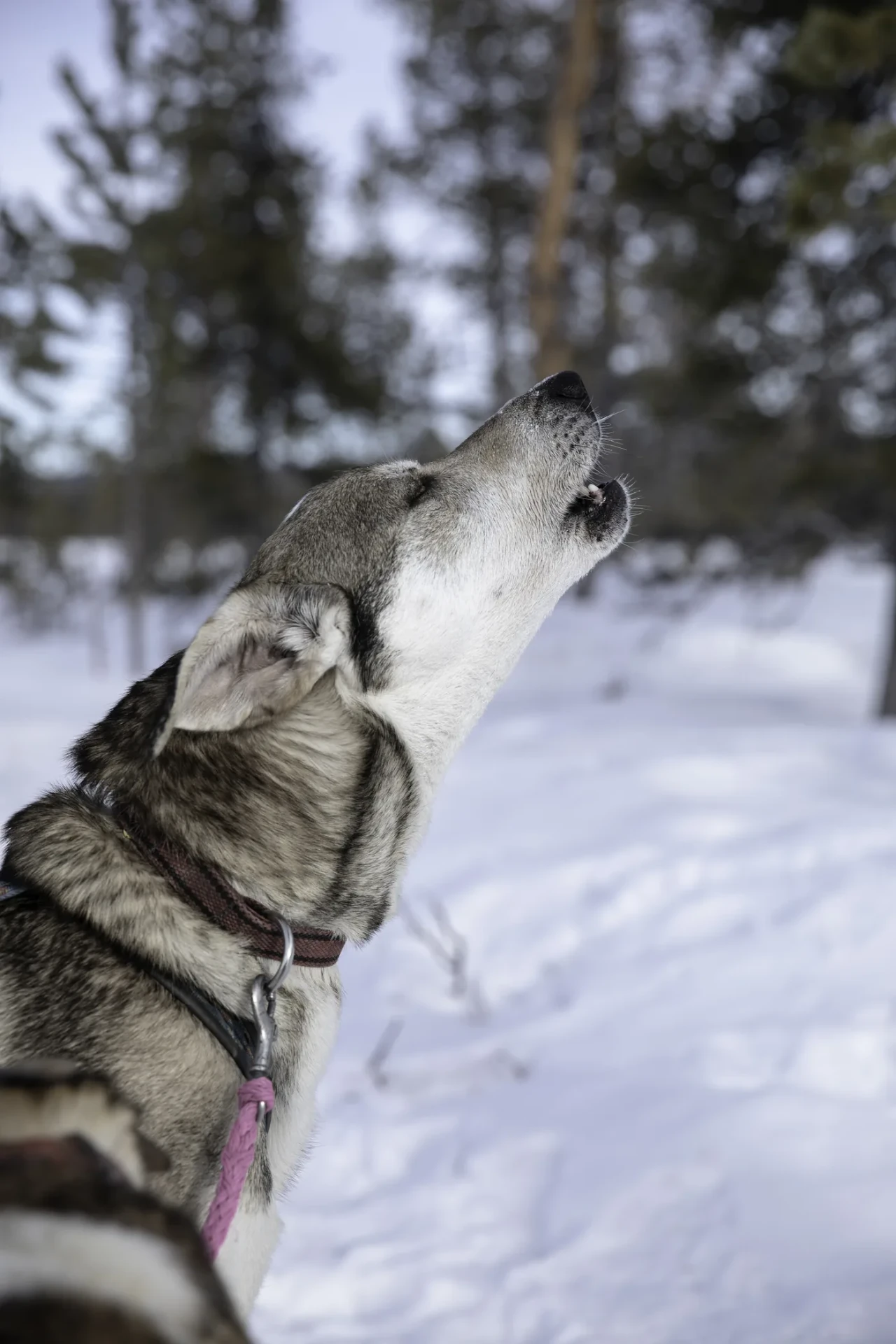 Husky howling in the snow