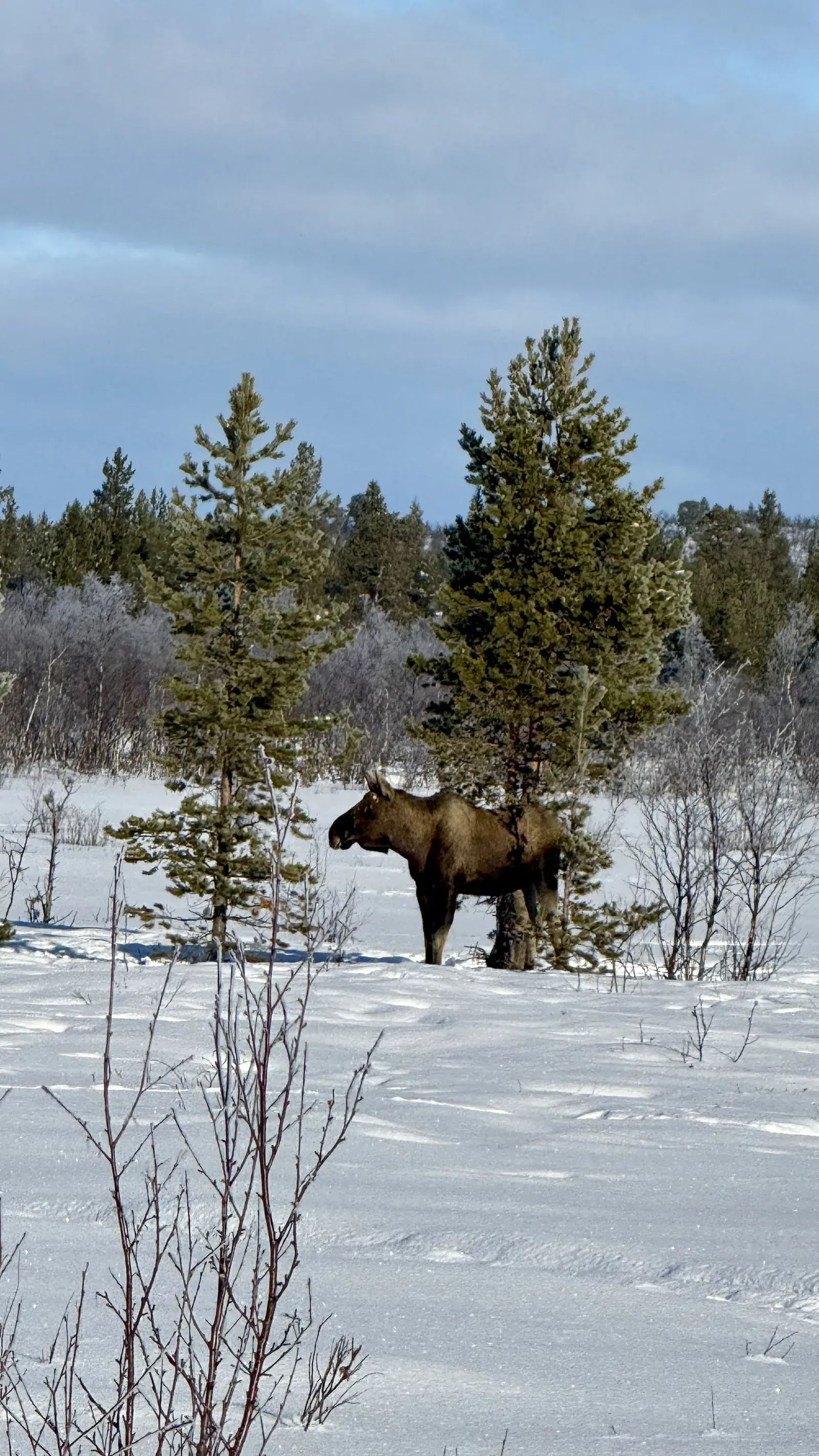 A moose standing in the snow at the edge of the forest outside Kiruna