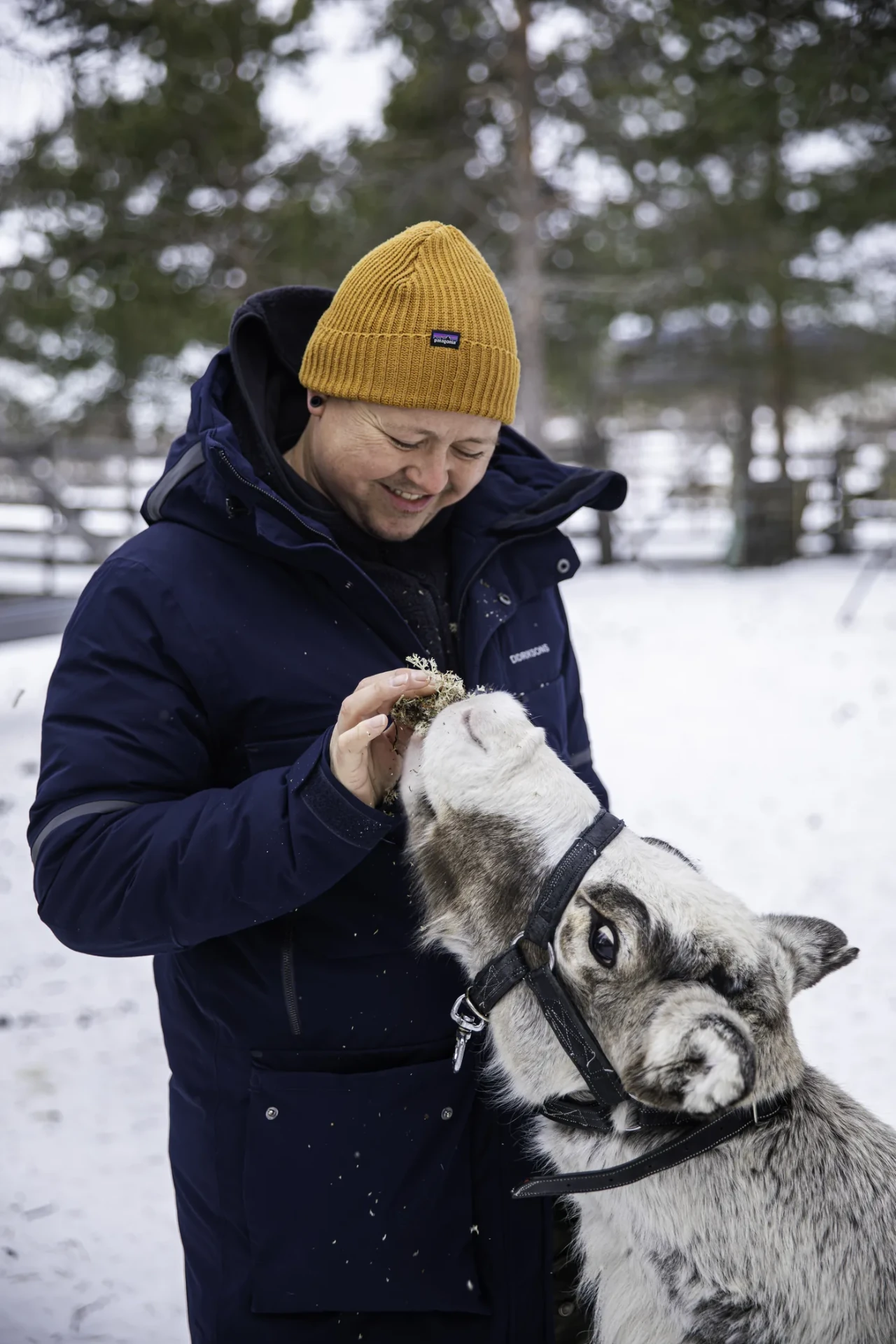 Guest hand-feeding a reindeer at a Sámi camp near Kiruna