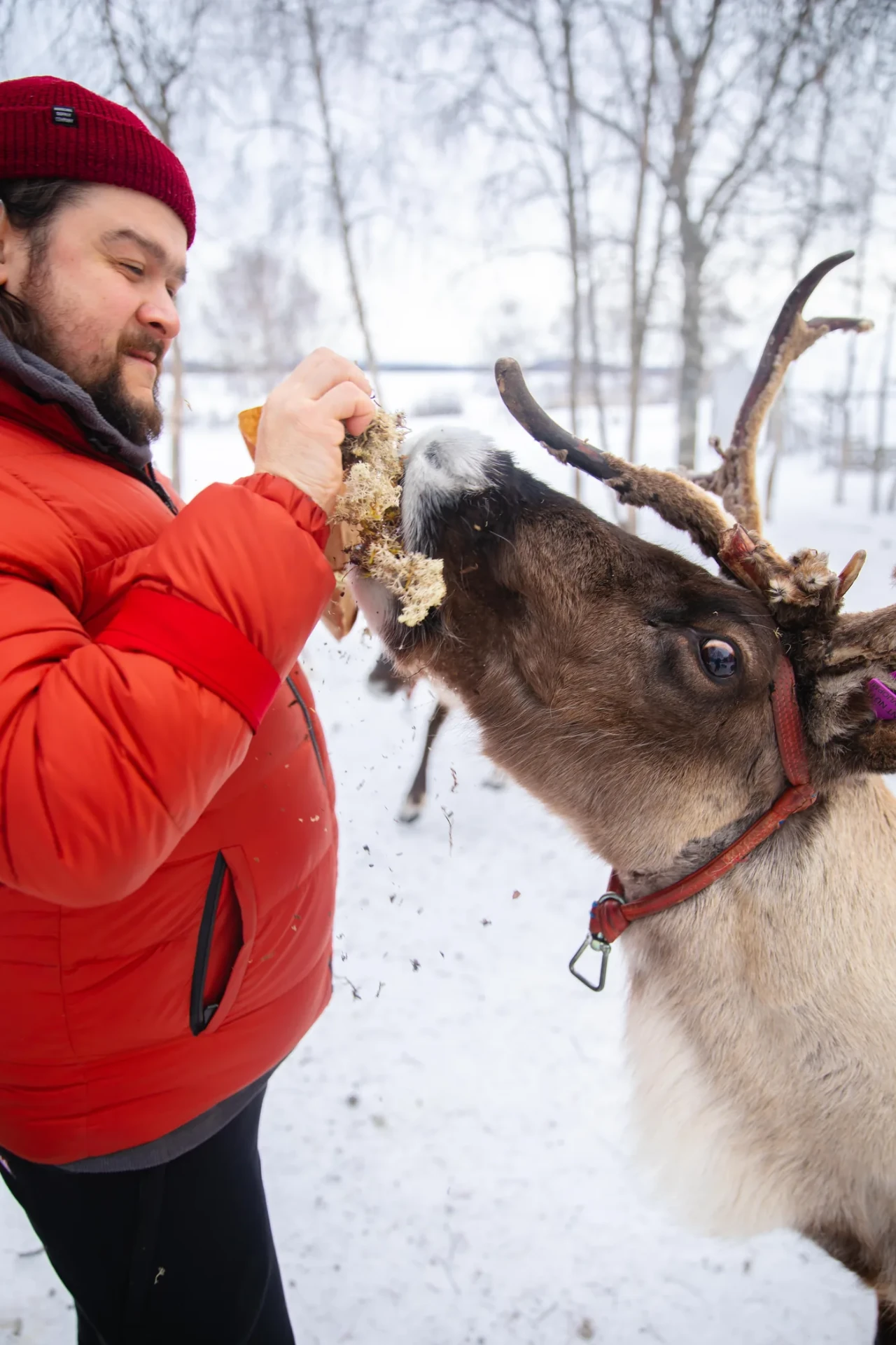 Guest hand-feeding a reindeer at Márkanbáiki in Jukkasjärvi