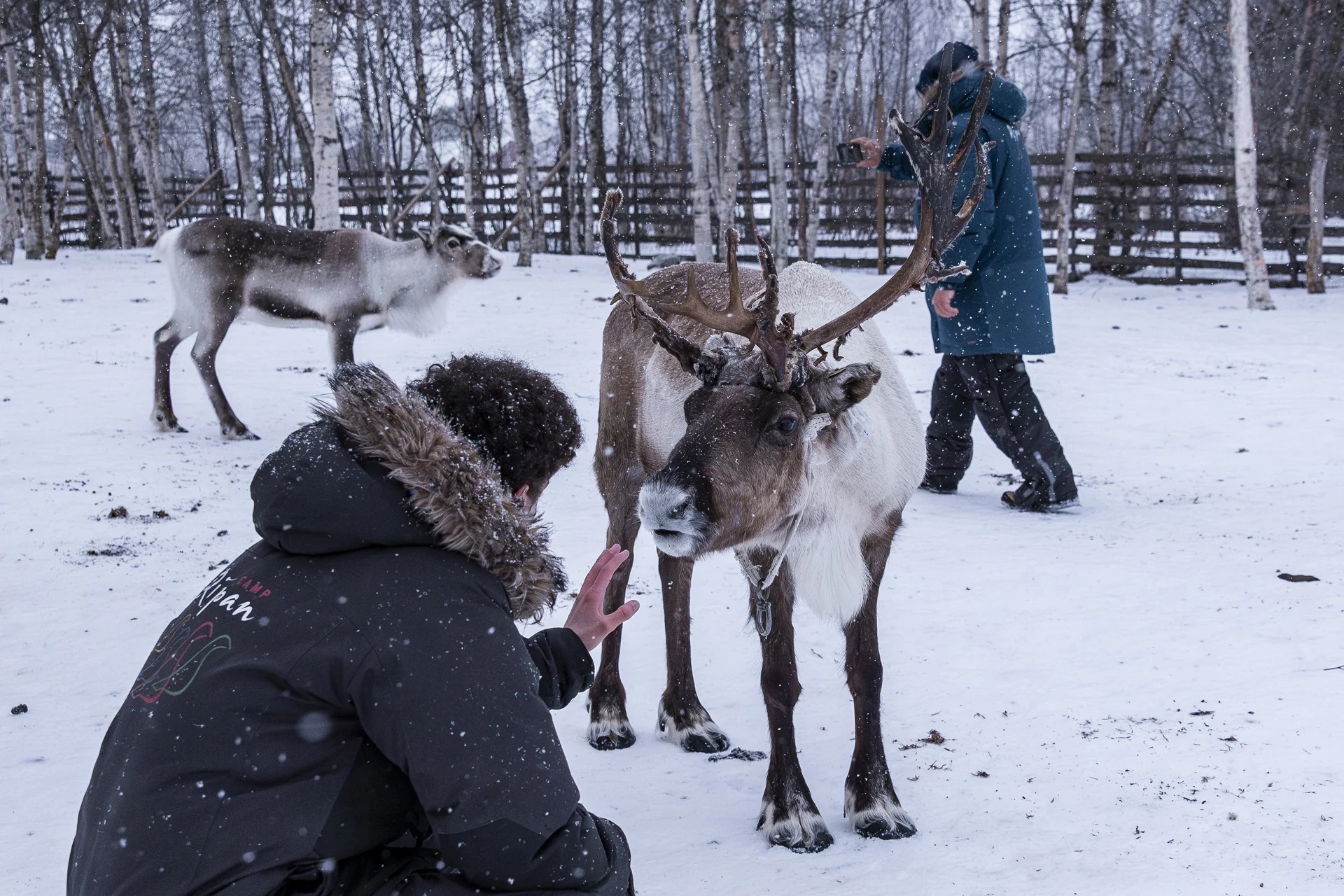Guest in a winter suit crouching in falling snow and reaching out a hand to a reindeer at Márkanbáiki in Jukkasjärvi, with a second reindeer and a guide behind