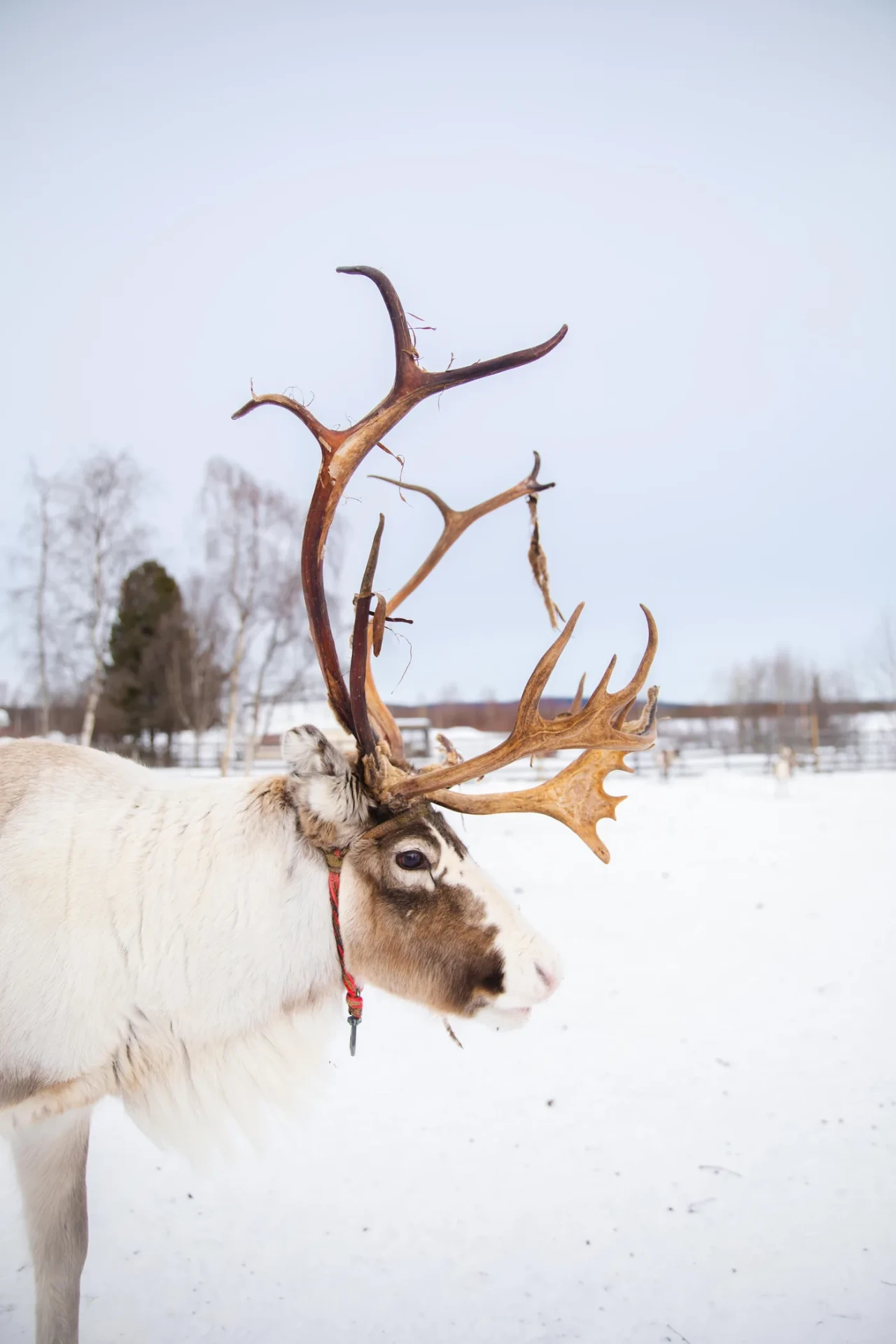 Sámi Culture