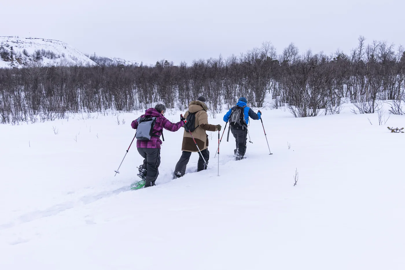 Guests snowshoeing through deep snow towards birch forest near Kiruna